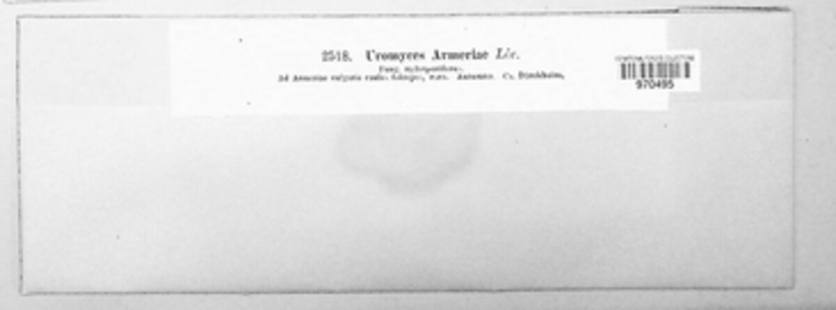 Uromyces armeriae image